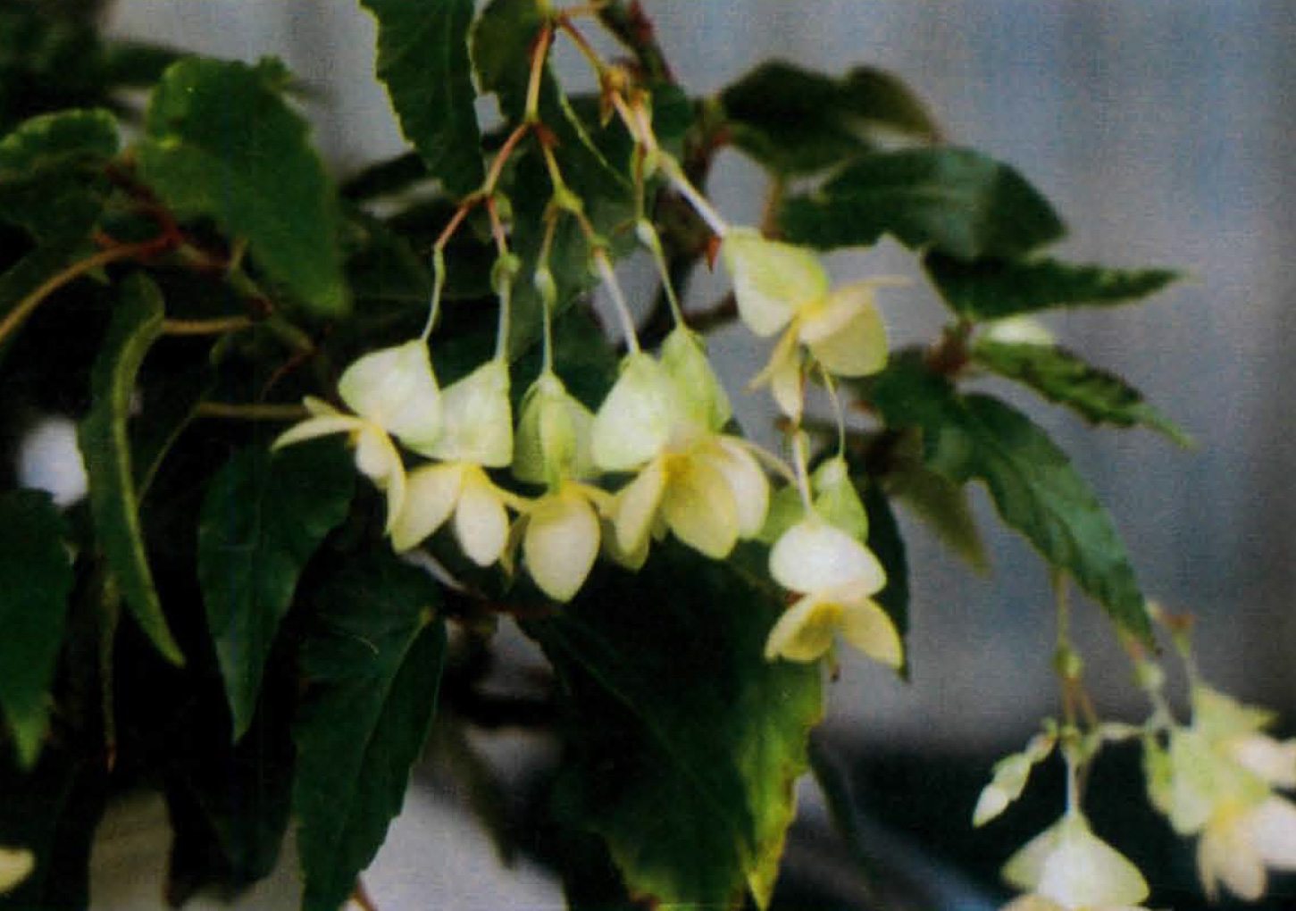 B. ‘Tamikihada’